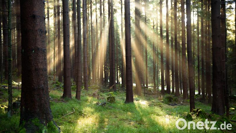 Auch in heimischen Wäldern verirren sich zuweilen Wanderer. Ronald Ledermüller, Ranger im Naturpark Fichtelgebirge, gibt wertvolle Tipps, wie man wieder aus dem Wald findet. Symbolbild: Nicolas Armer/dpa