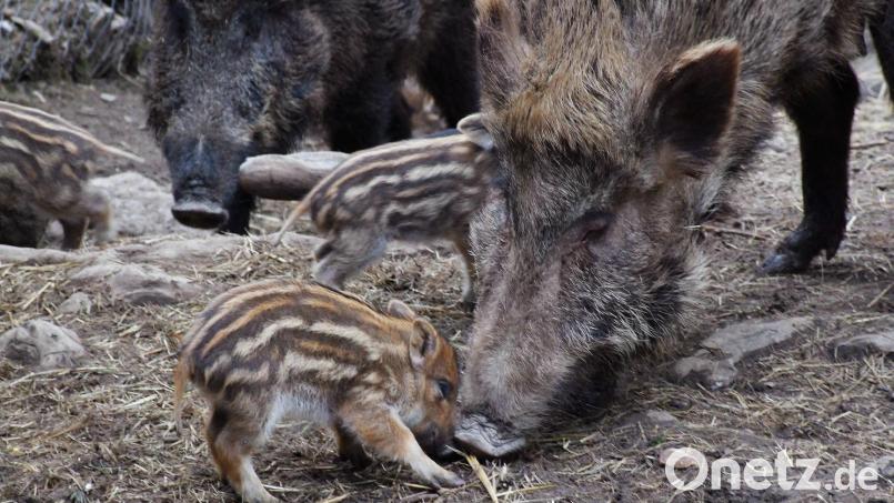 Das Überhandnehmen der Wildschweine – das Symbolbild stammt aus einem Gehege – sorgte auch im Landkreis Tirschenreuth für Probleme. Nun scheint die Population auf einem sehr niedrigen Stand angekommen zu sein. Symbolbild: Popp