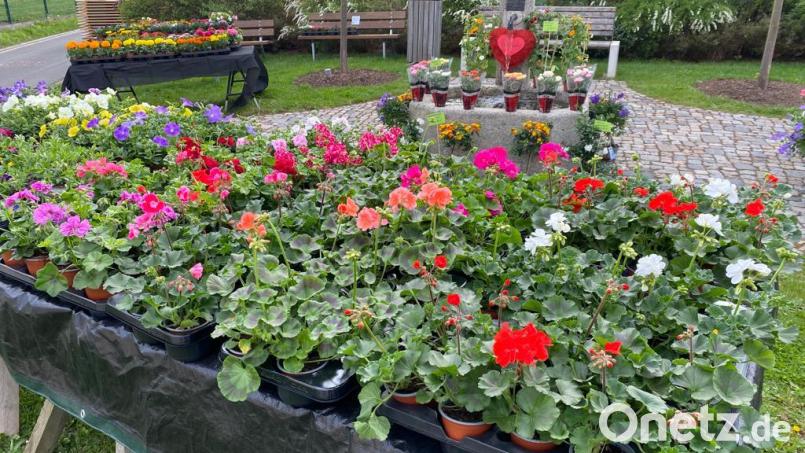 Erster Blumenmarkt in Schwarzenbach 2022. Bild: Ingrid Schmid/exb