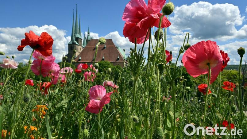 Der Frühling war wieder zu warm, befindet der Deutsche Wetterdienst. Bild: Martin Schutt/dpa