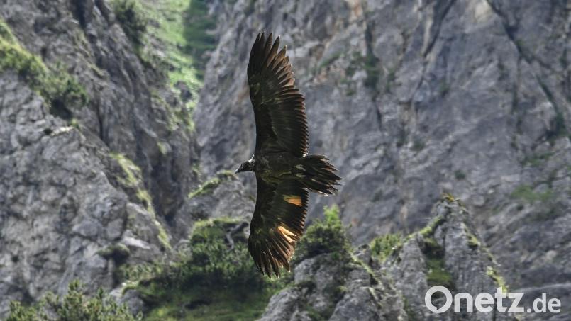 Das Bartgeier-Weibchen Wally fliegt nun nicht mehr. Bild: Michael Wittmann/Landesbund für Vogelschutz /dpa
