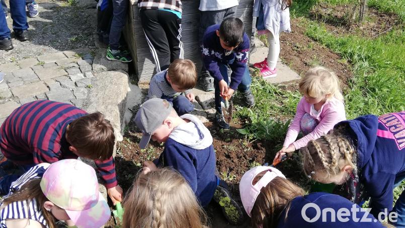 Mit großer Begeisterung pflanzten die Kinder das Hochbeet und das Gemüsebeet im OGV-Garten an. Bild: rpp