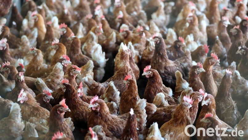 Hühner in einem Stall auf einem Geflügelhof. Symbolbild: Jan Woitas/dpa