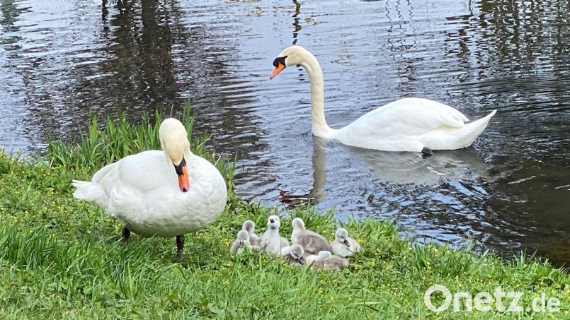 Bei den Schwänen im Sulzbach-Rosenberger Bürgerpark hat sich wieder Nachwuchs eingestellt. Bild: Hedrich/exb