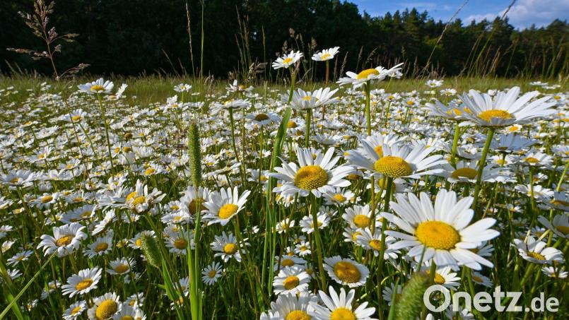 Zu Pfingsten sollen die Temperaturen wieder steigen, damit aber auch das Gewitterrisiko. Symbolbild: Patrick Pleul/dpa