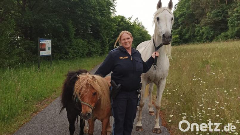 Alles im Griff hat die Polizistin der Inspektion Eschenbach. In diesem Fall konkret drei Ausreißer-Pferde. Bild: PI Eschenbach/exb