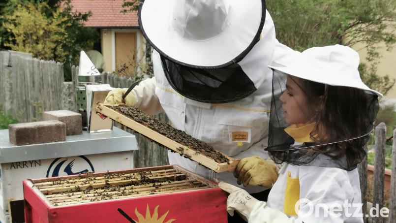 Wenn Hausarzt und Hobbyimker Alexander Ried seine Bienenvölker im Garten kontrolliert, ist Tochter Annika interessiert dabei. An windigen Tagen tragen beide vorsichtshalber die Schutzkleidung. Bild: Portner