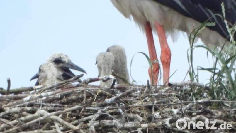 Dagmar Schneeberger gelingt dieser Schnappschuss. Er zeigt vier Jungstörche im Manteler Nest. Bild: Dagmar Schneeberger/exb