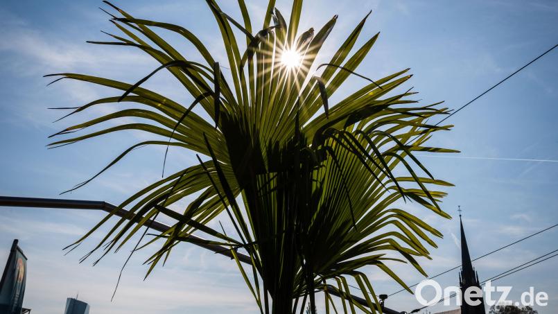 Betrunken und mit einer Palme in der Hand, hat die Polizei einen 17-Jährigen erwischt. Bild: Frank Rumpenhorst/dpa