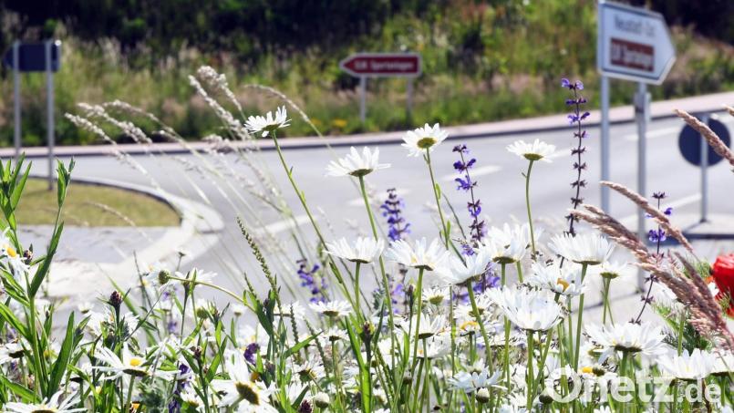 Das &quot;Unkraut&quot; am Neustädter Kreis empfindet der Stadtrat als &quot;greislich&quot;. Die LBV-Naturschutzgruppe Weiden-Neustadt/WN erinnert hingegen an den kommunalen Auftrag in Bezug auf insektenfreundliche Flächen. Bild: Gabi Schönberger