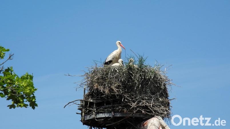 Im Horst am Amberger Tor in Hahnbach werden in diesem Jahr zwei Jungstörche aufgezogen. Bild: Hans Iberer