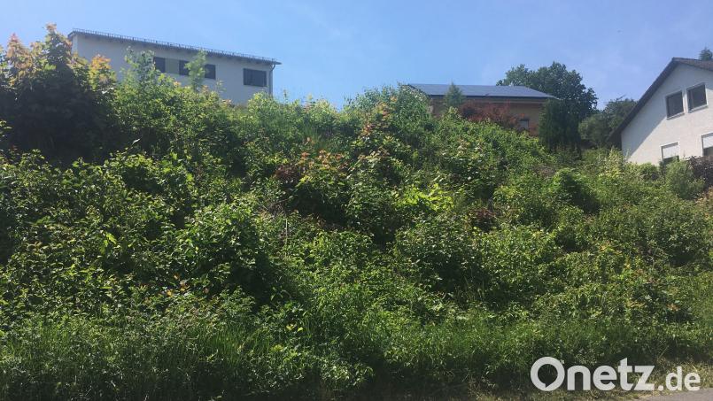 Auf diesem grünen Hügel plant ein Investor ein Mehrfamilienhaus. Der Bauausschuss sagt aus städtebaulichen Gründen Nein zu dem exponierten Vorhaben. Bild: ihl