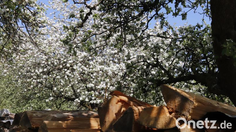 Ein Baum auf einer Streuobstwiese in voller Blüte. Archivbild: mfh