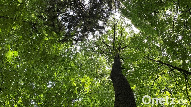 Eine junge Eiche streckt sich am Mariahilfberg dem Himmel entgegen. Förster können das Wachstum bestimmter Baumarten durch passende Schnitte unterstützen. Bild: Petra Hartl