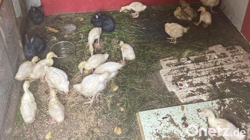 Unter lebensfeindlichen Bedingungen hausten diese Kleintiere in Neustadt. Bild: Polizeiinspektion Neustadt/exb