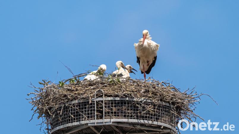 Afrika ist weit, und so haben Papa und Mama Weißstorch auch in Trabitz alle Schnäbel voll zu tun, um ihrem stets hungrigen Nachwuchs ordentlich Kräfte für die in einem Vierteljahr bevorstehende lange Flugreise anzufüttern. Und ungetrübt war das Familienglück heuer nicht: "Von den vier Jungvögeln hat einer die ersten Lebenswochen nicht überstanden", weiß Günter Klein von der LBV-Naturschutzgruppe. Immerhin gedeihen aber die verbliebenen drei Junior-Adebare bestens und werden gewiss bis zum Spätsommer groß und stark genug sein, um vom Trabitzer Lagerhaus-Speicherturm zum Flug gen Süden aufbrechen zu können. Bild: Günter Klein
