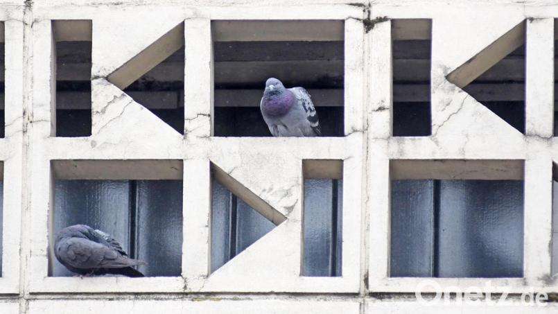 Mit diesem Anblick soll es bald vorbei sein: Die Einhöhlungen am Josefshaus werden versiegelt, die Tauben in einen Taubenschlag auf dem Dach getrieben. Archivbild: Gabi Schönberger