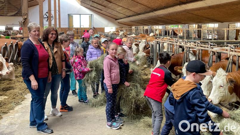 Die Kinder waren mit Begeisterung dabei, die Kühe auf dem Erlebnisbauernhof von Irmgard Zintl mit Heu zu versorgen. Bild: fpoz