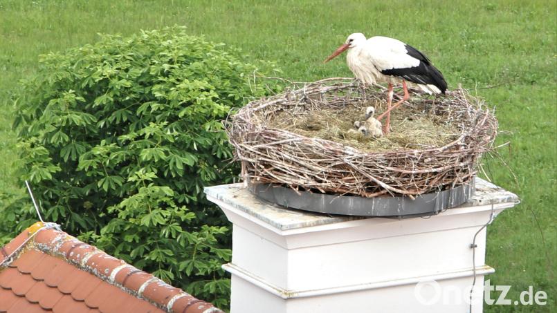 Bei einem Blick aus dem Kirchturm der Klosterkirche sind im Horst auf dem Dach des Klostergasthofes drei Storchenkinder zu entdecken Bild: do