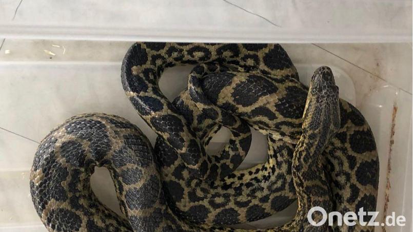 Diese Anaconda aus Weiden wird nun in Baden-Württemberg verkauft. Bild: Amtstierärztin der Stadt WEN/exb