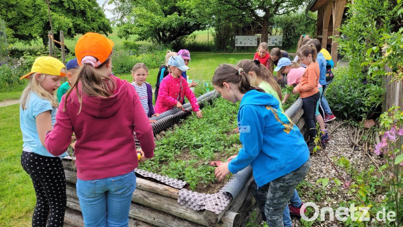 Im Kreislehrgarten sind wieder die Gartenkrähen am werkeln, Die Kindergruppe des Obst- und Gartenbauvereins hat ein Hochbeet vorbereitet und frisch bepflanzt. Bild: le