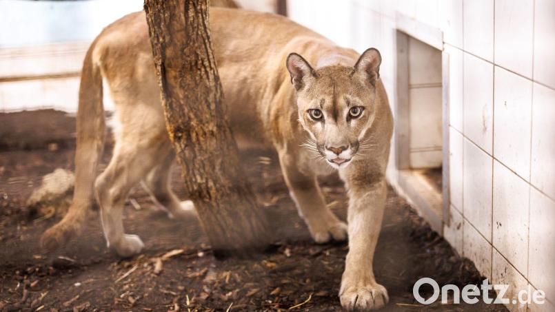 Puma Pele streift vor seinem Umzug durch sein Gehege in der Auffangstation für Reptilien und Exoten vom Tierheim München. Bild: Matthias Balk/dpa/Archivbild
