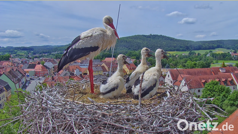 Frech und munter schauen die jungen Störche auf ihre Stadt herab. Ein Elternteil schaut auf die Kinder auf. So mancher Pfreimder schaltet morgens das Storchenprogramm ein und abends aus. Bild: Webcam Stadt Pfreimd/exb