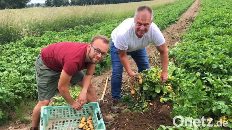 Frühkartoffeln Kartoffelanbauer Hösl Christof Hösl Mathias Hösl Bild: ihl