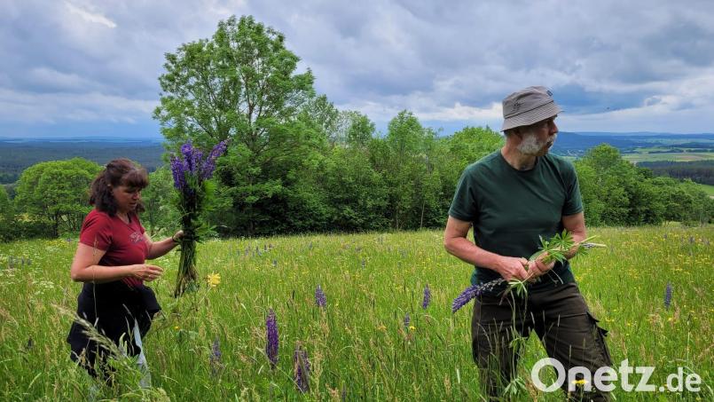 Katrin Möhrlein half Klaus Krützfeldt bei der Eindämmung von Lupinen im Biotop auf dem Schloßberg bei Waldeck. Sie war nicht die einzige Mitaktivistin. Viele Hände waren notwendig, denn die Lupine verbreitet sich immer schneller und richtet damit Schaden an. Bild: ubb
