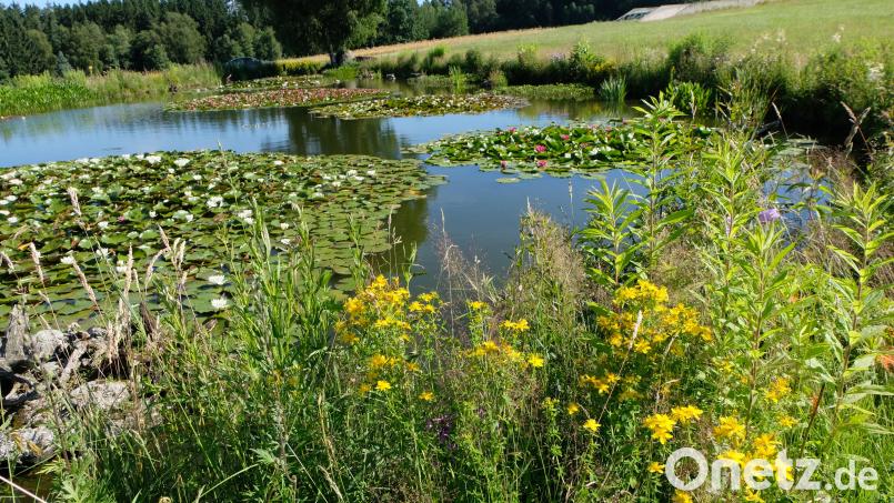 Auch in diesem Jahr strahlt der Seerosenteich bei Schnepfenhof seine Schönheiten aus. Die sorgfältige Pflege hat Bäuerin Roswitha Sollfrank fest in ihrer grünen Hand. Bild: le