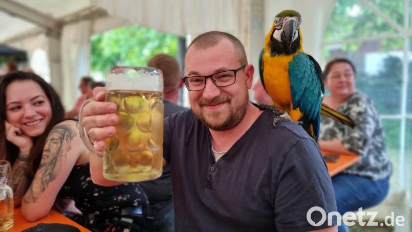 Gelbbrustara Ronny gefällt es auf der Ursensollener Kirwa. Geduldig schaut er dem Treiben im Zelt zu. Bild: Christopher Dotzler