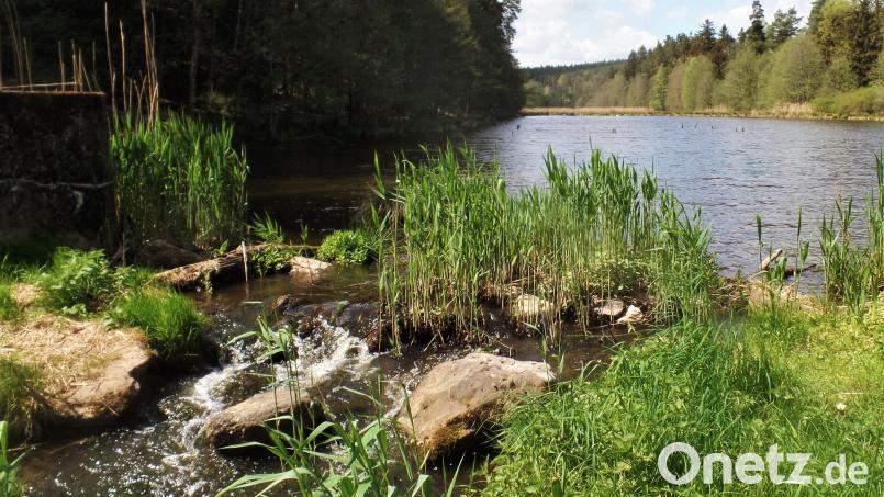 Was gibt es schöneres, als im Grünen den Geräuschen der Natur zu lauschen? Am Rablmühlweiher ist das mühelos möglich. Bild: jml