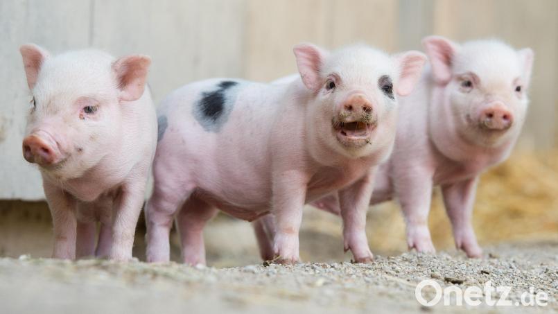 Sechs dieser kleinen Schweinchen wohnen mit ihren Eltern im Nürnberger Zoo. Symbolbild: Julian Stratenschulte