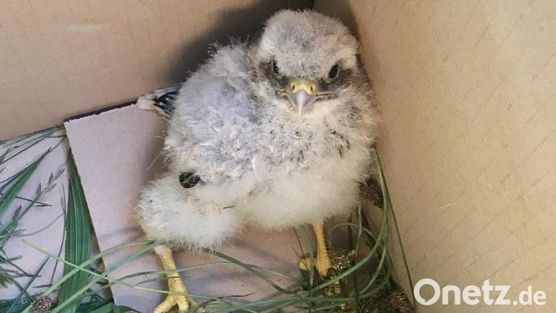 Bundespolizisten haben ein hilfloses Falkenküken der Vogelauffangstation in Regenstauf übergeben. Bild: Bundespolizei, Randolf Alesch