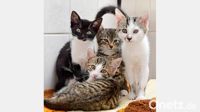 Unter "Animal Hoarding" versteht man Männer und Frauen, die mehrere Tiere zu Hause auf engstem Raum horten. In Bayern ist dieses Verhalten kein Einzelfall. Bild: Hartl