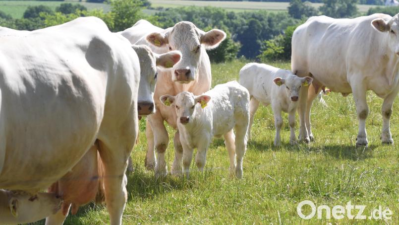 Josef Wenzls Kühe haben rund 20 Hektar Wiese zur Verfügung. Doch seitdem ein Wolf über ein Kälbchen hergefallen ist, trauen sie sich kaum noch, sich weit von ihrem Stall zu entfernen. Bild: Gabi Schönberger