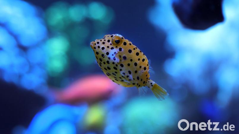 Auch ein kleiner Kofferfisch ist im Becken unterwegs. Bild: Wolfgang Steinbacher