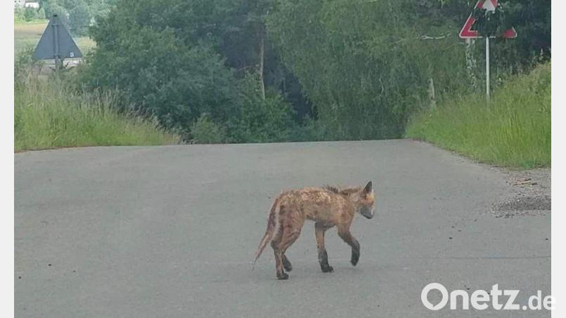 Direkt hinter dem Ortsausgang von Pilchau bei Tännesberg tapst ein Tier über den Teer. Jäger sagen: Es ist ein Goldschakal. Das Landesamt für Umwelt hat Zweifel. Dass das Tier aber krank ist, steht fest. Bild: Winderl/exb