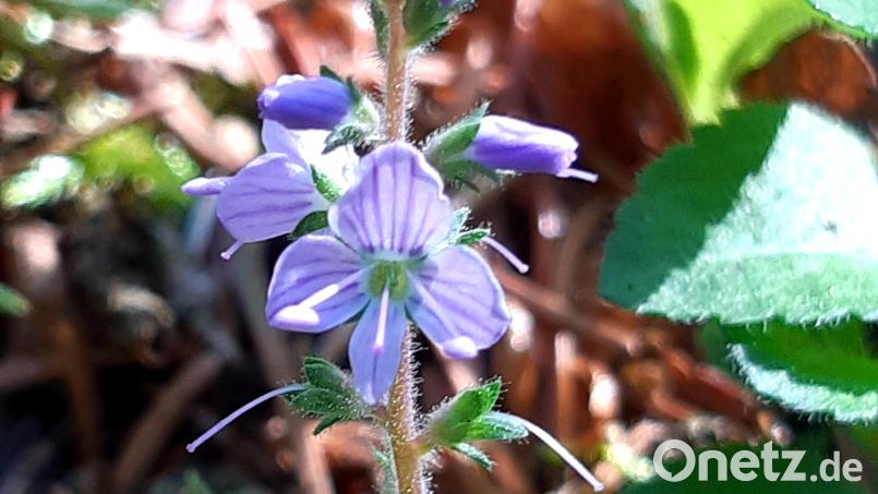 Der Wald-Ehrenpreis (Veronica officinalis). Bild: Wolfgang Winter/exb