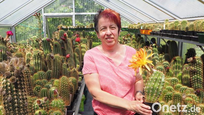 Kakteen-Züchterin Sonja Scheitinger hat eine Vorliebe für große, mehrfarbige Blüten und damit in einschlägigen Kreisen viele Fans. Bild: bl