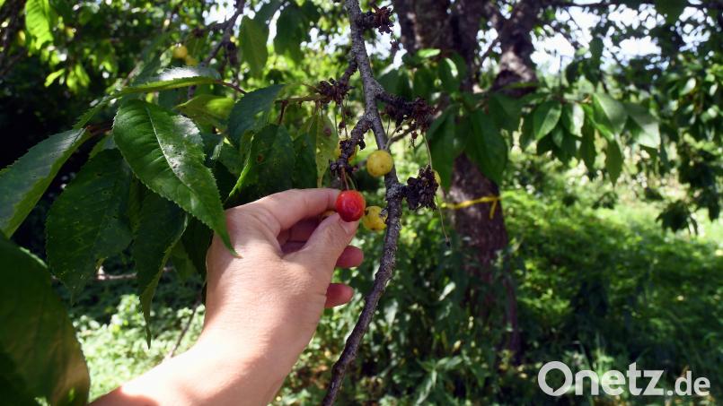 In und um Neustadt/WN gibt es einige: Obstbäume, an denen sich jeder einfach bedienen darf. Bild: Gabi Schönberger