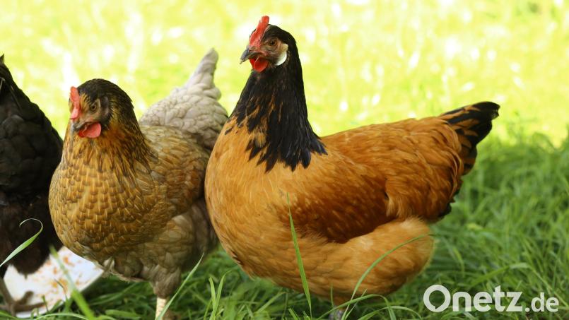 Für 34 Hühner kam jede Hilfe zu spät: Sie starben bei einem Scheunenbrand im Landkreis Bayreuth. Bild: exb