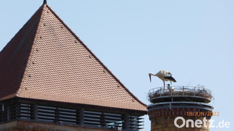 Um die Mittagszeit verweilt die Storchenmutter nur kurz bei ihrem einzigen Kind im Vilsecker Storchennest. Bild: rha