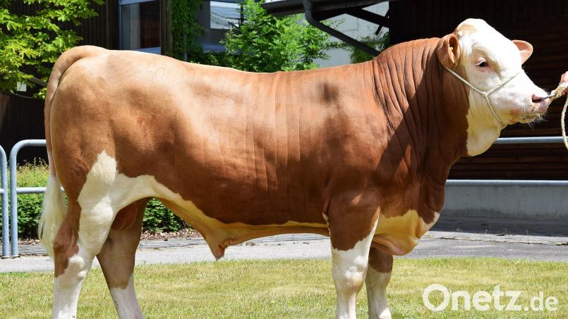 Der Betrieb Pilz aus Oberwahrberg im Landkreis Regensburg züchtete diesen natürlich hornlosen „Hockenheim“-Sohn, der zum Tageshöchstpreis von der Besamungsstation Bayern-Genetik erworben wurde. Bild: RZO/exb