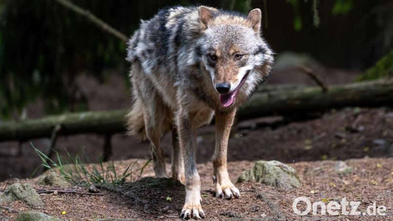 Bayern will zur Abwehr von Gefahren für seine Alm- und Bergbauern den Schutzstatus des Wolfs zurückfahren. Bild: Armin Weigel/dpa/Symbolbild