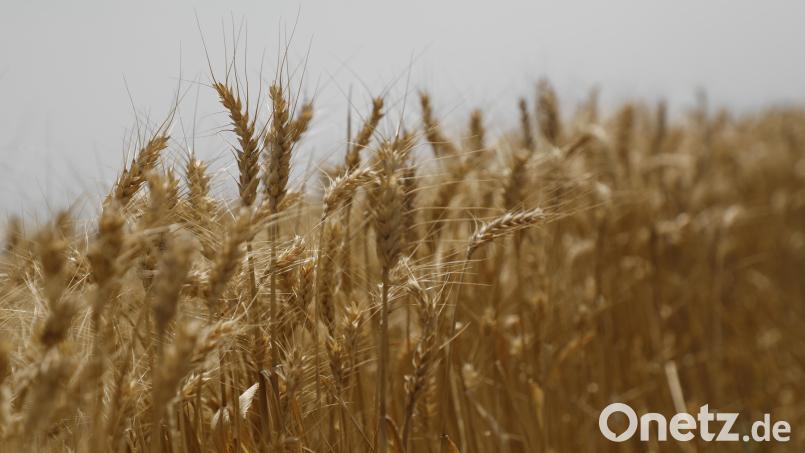 Laut Michaela Kaniber könnten deutschlandweit bis zu 170 000 Hektar aus ökologischen Gründen stillgelegter Agrarfläche wieder für die Nahrungsmittelproduktion genutzt werden. In Bayern wären es 25 000 Hektar. Symbolbild: Clara Margais