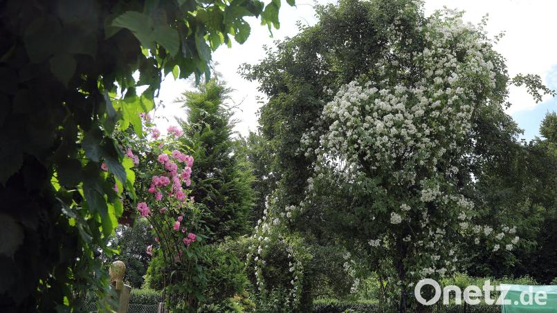 Gerade blüht die Ramblerrose im Grützner-Garten in Hirschau besonders schön.Sie rankt sich um einen mächtigen Apfelbaum, der seine eigenen Blüten vor vier Wochen hatte. Bild: Wolfgang Steinbacher