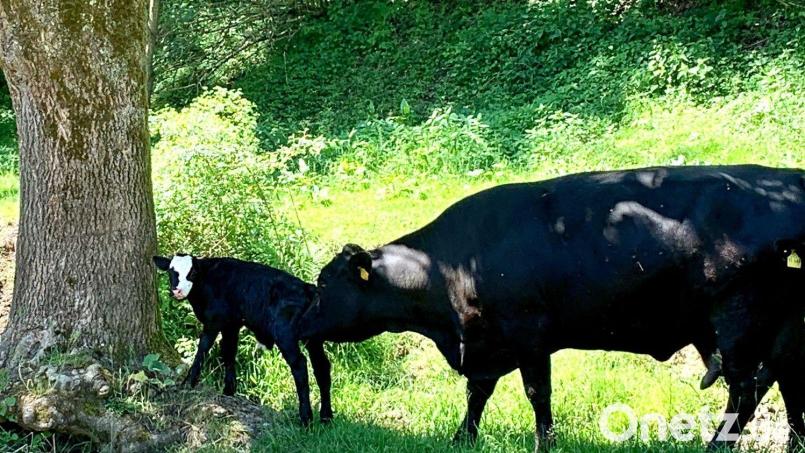 Auf dem Hof von Heribert Lindner aus Lückenrieth dürfen die Kälbchen mit ihren Müttern auf die Weide. Doch die Idylle trügt. Erst Ende Mai hat ein Wolf eines der Kälber gerissen und Teile davon gefressen. Bild: Gabi Schönberger