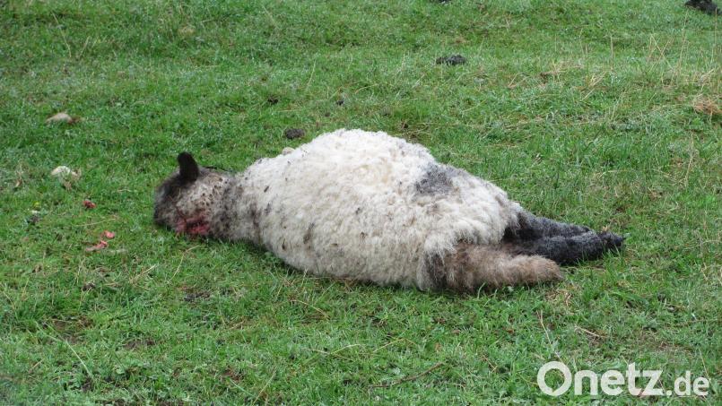 Ein Bild des Jammers. Dieses Schaf gehört zu den Opfern einer Wolfsattacke bei Mantel. Die Vorfälle sollen jetzt in einer Gesprächsrunde nochmal thematisiert werden. Bild: sei