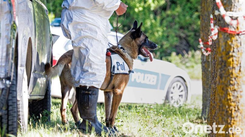 Ein Leichenspürhund wartet auf seinen Einsatz. Bild: Matthias Balk/dpa/Archivbild